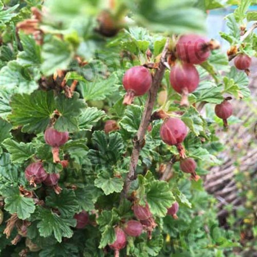 Ribes Hinnonmaki Red Gooseberry Pot Grown | ScotPlants Direct